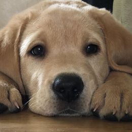 Labrador Retrievers from Wages Labs