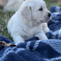 Golden Retriever Puppies from LHA Golden Retrievers
