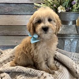Blue - Cream female Goldendoodle puppy in The Woodlands, Texas from Gracie's Goldendoodles and Bernedoodles