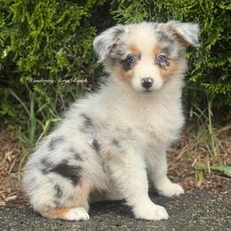 Skittles-bmf3 - Blue merle female Australian Shepherd puppy in Chehalis, Washington from Wandering Acres Ranch