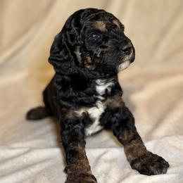 Cockapoo and Goldendoodle Puppies from Jax Doodles