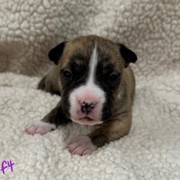 Girl 4 - Red brindle female American Pit Bull Terrier puppy in Nine Mile Falls, Washington from Bartin Kennels
