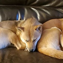 Shiba Inu from Rebecca Bryan