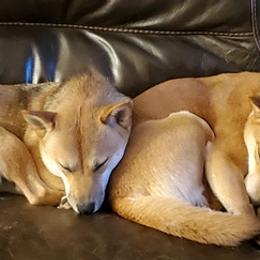 Shiba Inu from Rebecca Bryan