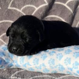 Tammy - Black female Labrador Retriever puppy in Garnett, Kansas from Timberland Creek Labradors