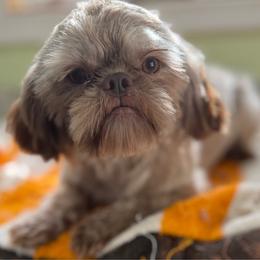 Brady - Chocolate male Shih Tzu puppy in Stafford, Virginia from Bayview Pups