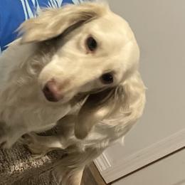 Stella - Dachshund