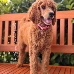 Nona - Apricot female Poodle puppy in Spring Hills, Florida from The Olympus Standard Poodle