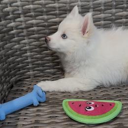 Fern - White male Pomsky puppy in Hudson, New Hampshire from Granite State Pomskies
