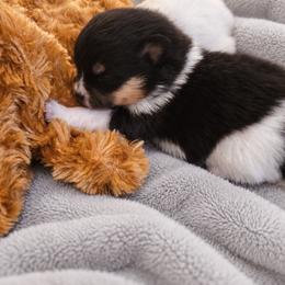 Pomeranian Puppies from Rebecca Mendoza