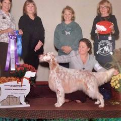 English Setter Puppies from Trailstarsetters