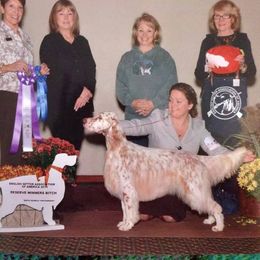 English Setter Puppies from Trailstarsetters