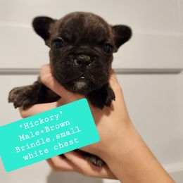 Hickory - Brindle and white French Bulldog puppy in Vanderbilt, Michigan from The French Tribe