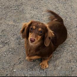 Hazel - Dachshund
