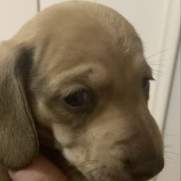 4 smooth coat male chocolate  cream - Cream male Dachshund puppy in Bethany, Connecticut from Mardox Dachshunds