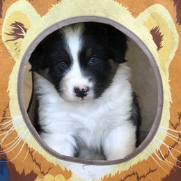 Boy 1 - male Australian Shepherd puppy in Phoenix, Arizona from Heartfire Aussies