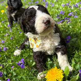 Summer - White and red female Bordoodle puppy in Canfield, Ohio from Poo's Doo's & Inu's