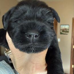 Brock's Miniature Schnauzer - Black male Miniature Schnauzer puppy in Greensburg, Louisiana from Brock’s  Miniature Schnauzers