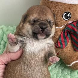 James - Red male Shiba Inu puppy in Milton, Florida from Moonlight Shibas
