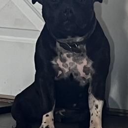 Calli - Staffordshire Bull Terrier