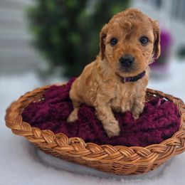 Purple Collar - Red  female Goldendoodle puppy in Archbold, Ohio from Wurster's Mini Wee Doodles