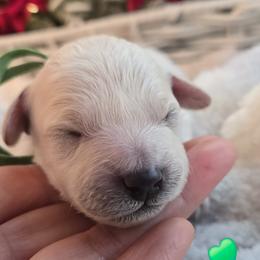 Green Collar- Lucky - Cream male Assorted Doodle Crosses puppy in Upland, California from IDREAMOFPUPPIES