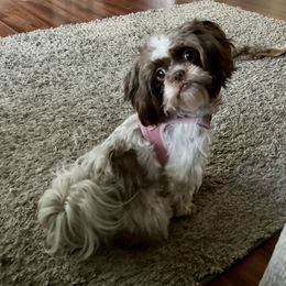 Millie - Shih Tzu
