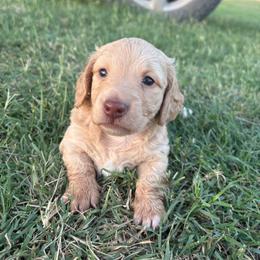 Rain - Cream female Dachshund puppy in Hawley, Texas from Little e Dachshunds