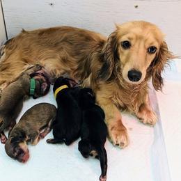 Winnie - Dachshund