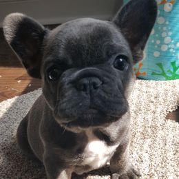 French Bulldogs from TWs Frenchies