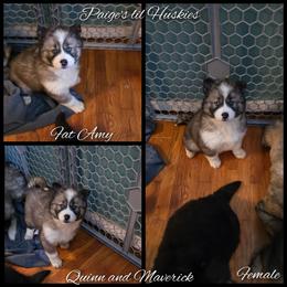 Amy - Gray and white female Siberian Husky puppy in Bloomfield, Indiana from Paiges lil huskies