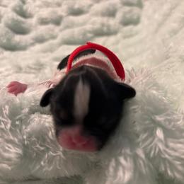 Bonnie - Tricolor female Shih Tzu puppy in Sebring, Florida from Amarilys ShihTzus & Poodles