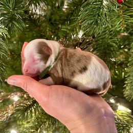 Mike Wheeler - Red merle male Aussiedoodle puppy in Dunn, North Carolina from Sandy Creek Kennels