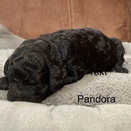 Pandora - Black female Poodle puppy in Flora, Illinois from Hanging Rock Poodles