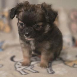 Sage - Blue and white male Chihuahua puppy in Plainfield, Indiana from Abby's Pampered Pooches