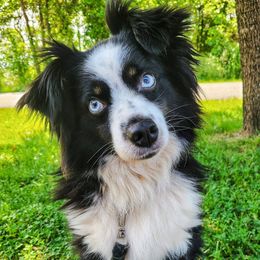Miniature Australian Shepherds from RidgeTop Aussies