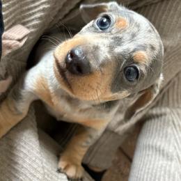 Spots - Dapple male Dachshund puppy in San Diego, California from Dachshunters