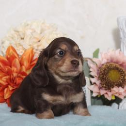 Dachshund Puppies from Walker's Minidachs