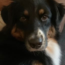 Australian Shepherds from Silverchip Aussies