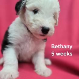 Bethany - Gray and white female Old English Sheepdog puppy in Sutherlin, Oregon from Sapphire Eyes Sheepdogs