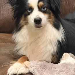 Toy Australian Shepherds from Cross Bar