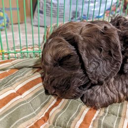 Australian Labradoodle Puppies from Llewellyn's Grove Labradoodles