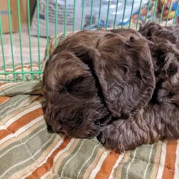 Australian Labradoodle Puppies from Llewellyn's Grove Labradoodles