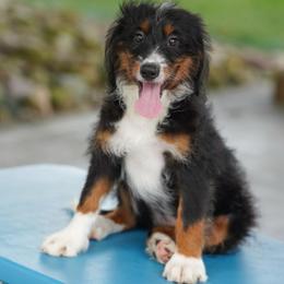 Shetland (socialization program graduate) - Tri-color female Bernedoodle puppy in Dundee, Ohio from Down Home Doodle