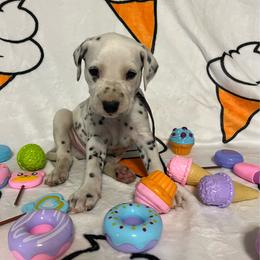 Cotton Candy- Purple- LUA - White and black male Dalmatian puppy in Claremore, Oklahoma from Lotsofdots Dalmatians