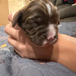 Boy HB - Liver and white male English Springer Spaniel puppy in Findlay, Ohio from Flag City Springers