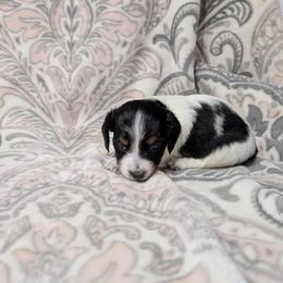 Girl 5050 - Black and tan female Dachshund puppy in Spring Hope, North Carolina from Hogan’s Lowrider Hounds