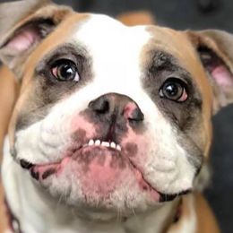 Olde English Bulldogges from NorthEast Bulldogges