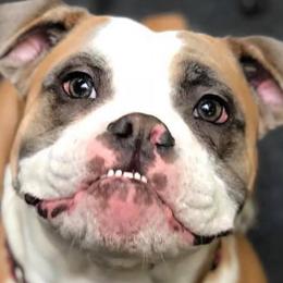 Olde English Bulldogges from NorthEast Bulldogges