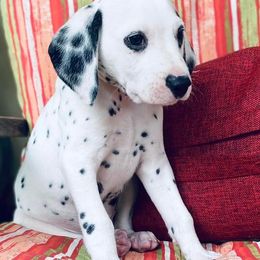 Dalmatians and Miniature Schnauzers from Bayou Schnauz and Dals